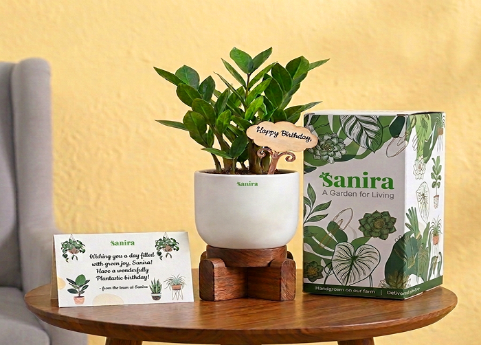 ZZ Plant - (Gift Hamper)